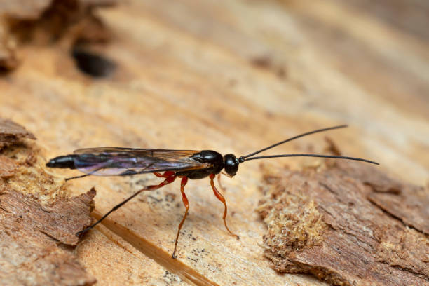 istock Male ichneumon wasp, Ephialtini on coniferous wood 1302952274