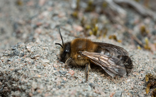 Close-up macro of a honey-bee collecting pollen from wattle flowers