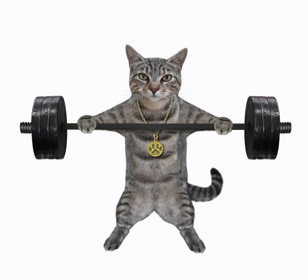 istock Cat gray lifting heavy barbell 2 1302952493