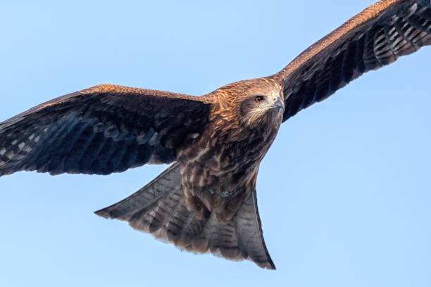 Black kite flying Black kite flying milvus migrans stock pictures, royalty-free photos & images