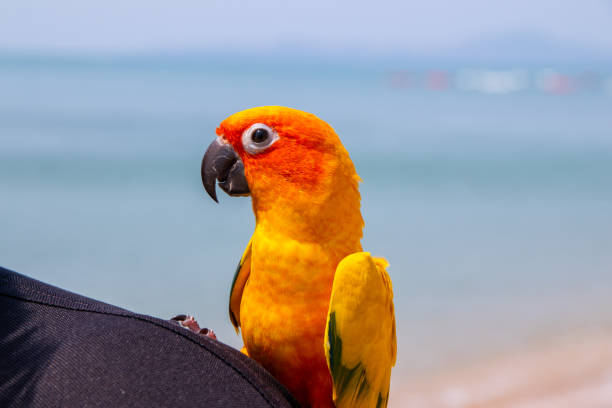 istock Parrot on a man's shoulder on a beach in the Gulf of Thailand 1302953607