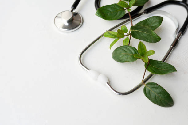 stethoscope and green plant on white background