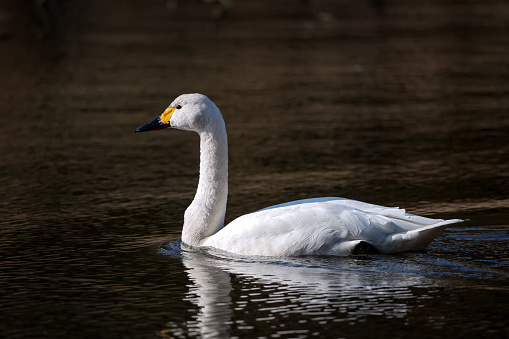 Swan on the pond in tsurugaike, Shizuoka, Japan