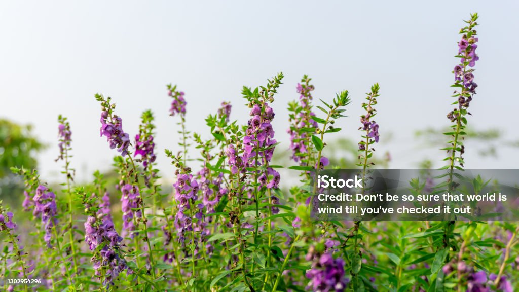 Field of purple little Turtle flower, petite petals blossom on green leaves under cloudy sky Angelonia Stock Photo