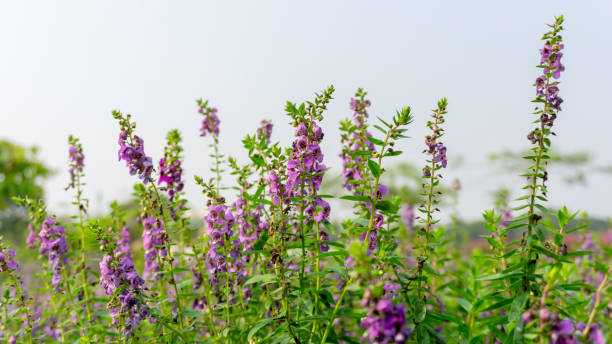 Field of purple little Turtle flower, petite petals blossom on green leaves under cloudy sky Field of purple little Turtle flower, petite petals blossom on green leaves under cloudy sky angelonia photos stock pictures, royalty-free photos & images
