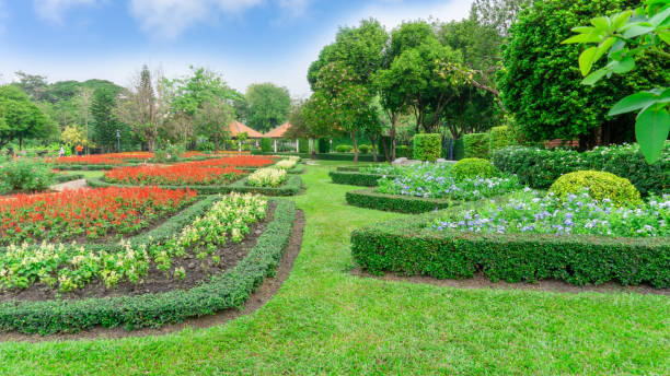 pattern of english formal garden style, gardens with geometric shape of bush and shrub, decoration with colorful flowering plant blooming, green leaf of philippine tea plant is border, greenery trees on background under cloudy sky, in a good care landscap - persea imagens e fotografias de stock