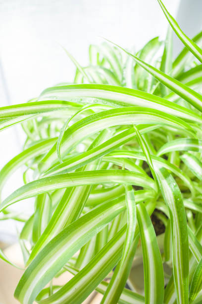 istock Spider Plant (Chlorophytum comosum) growing indoors 1302955220