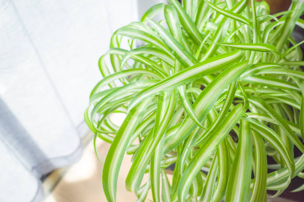 istock Spider Plant (Chlorophytum comosum) growing indoors 1302955223