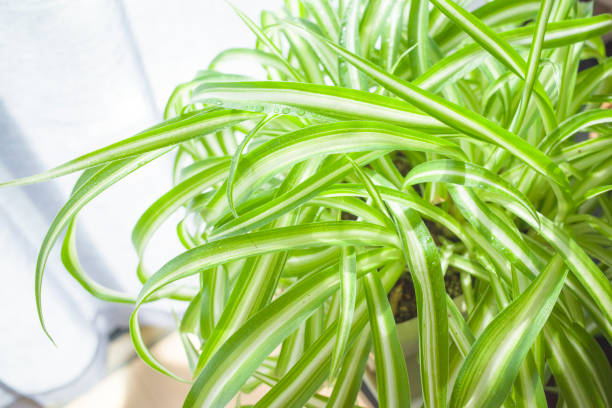 istock Spider Plant (Chlorophytum comosum) growing indoors 1302955226