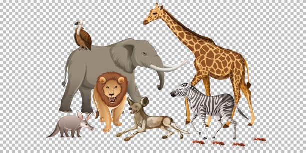 istock Group of wild african animal on transparent background 1302956401