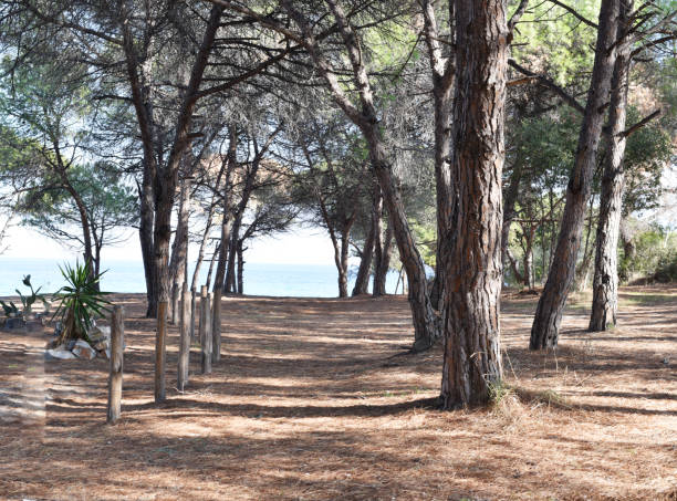 istock trees near the sea 1302957349