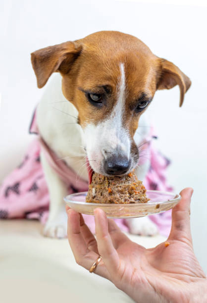 istock Jack Russell Terrier in a pink dress eats pate from a saucer, vertical 1302958701
