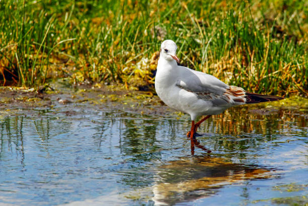 istock Juvenile laughing seagull in the swamp 1302959686
