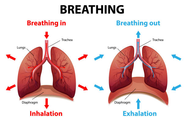 The Process Of Breathing Explained Stock Illustration - Download Image Now  - Exhaling, Smoke Inhalation, Lung - iStock