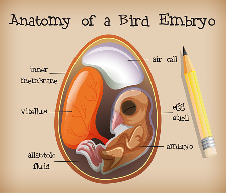 Anatomy of a Bird Embryo illustration