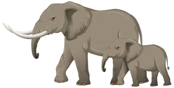 Vector illustration of Adult elephant with young elephant in cartoon style on white background