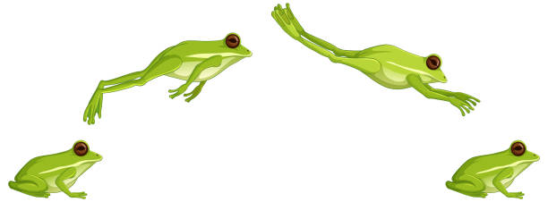 Green tree frog jumping sequence isolated on white background Green tree frog jumping sequence isolated on white background illustration giant frog stock illustrations