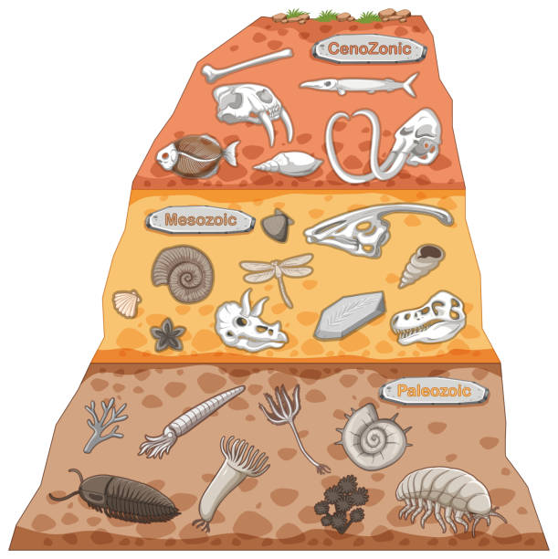 지구 역사의 세 가지 다른 시대 - paleozoic era stock illustrations