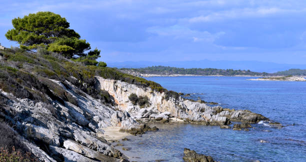 istock tree and sea, beach and landscape 1302960849