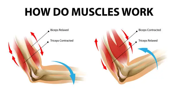 Vector illustration of Movement process of the arm muscle (Biceps and Triceps)