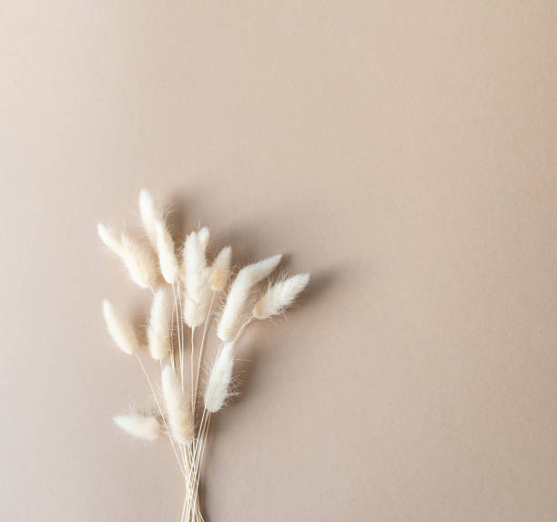 istock Dry fluffy lagurus flowers on beige background 1302962522