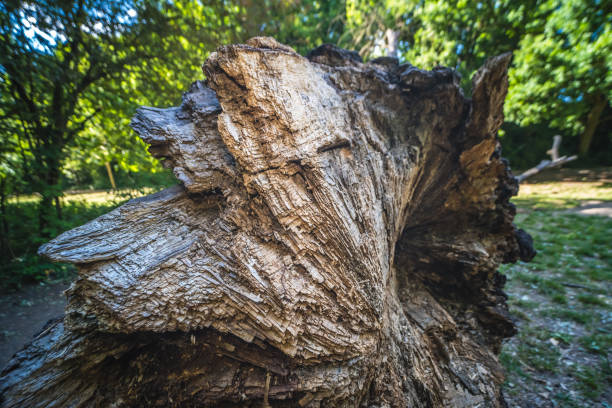 A closeup of old rough tree bark surrounded by greenery in a park under the sunlight in Streatham, London