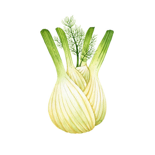 illustrations, cliparts, dessins animés et icônes de racine crue de fenouil d’aquarelle d’isolement - fennel ingredient vegetable isolated on white