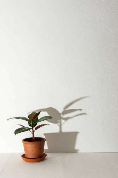 istock Ficus flower with shadow on a white wall background 1302963964