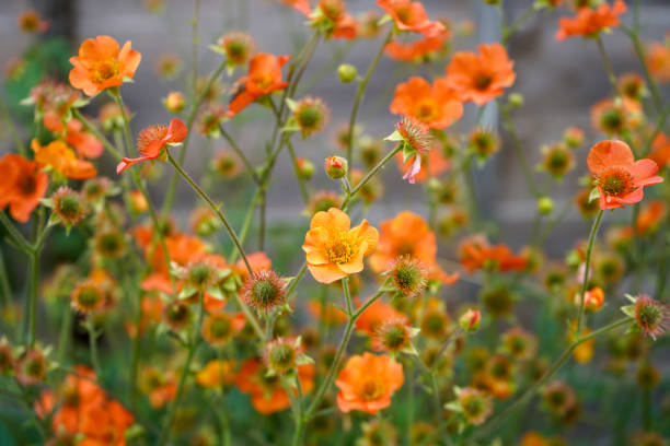 istock Close up of small orange flowers 1302964147