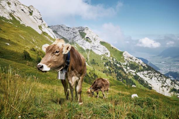 vacas con campana pastando contra el valle y las montañas - cow swiss culture switzerland cattle fotografías e imágenes de stock