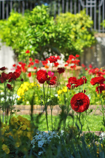 istock a bunch of various colored flowers 1302967056