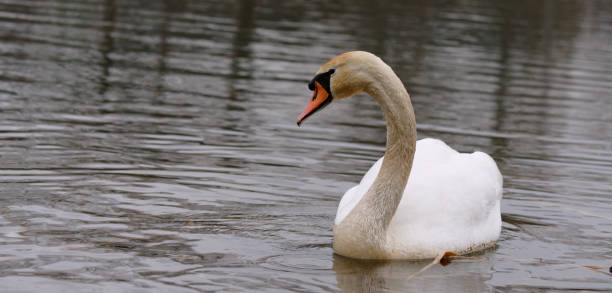 Close up of a swan in lake
