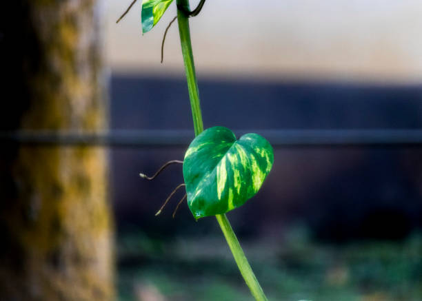 feuille panachée de plante d’argent - ivy houseplant isolated plant photos et images de collection