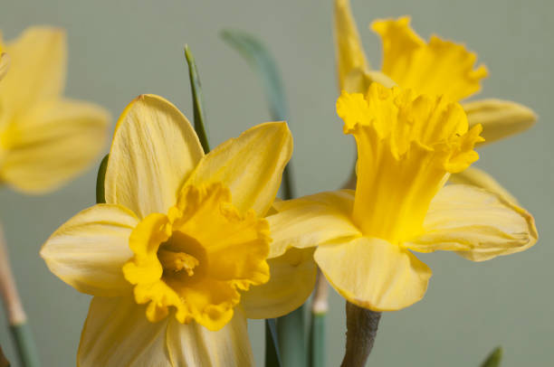 istock Narcissus flower macro shot 1302969728
