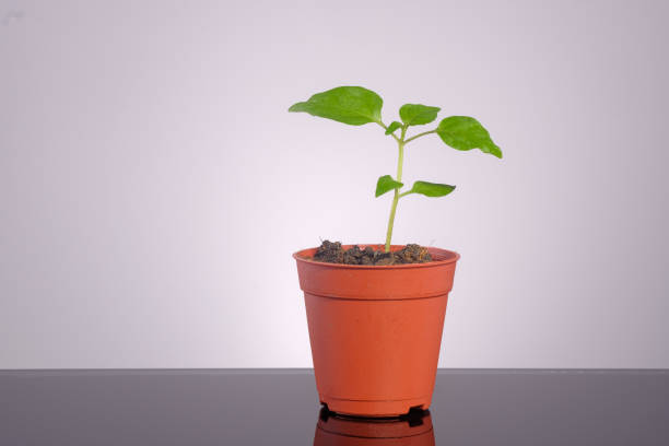 istock Beautiful green chili small tree. 1302969793