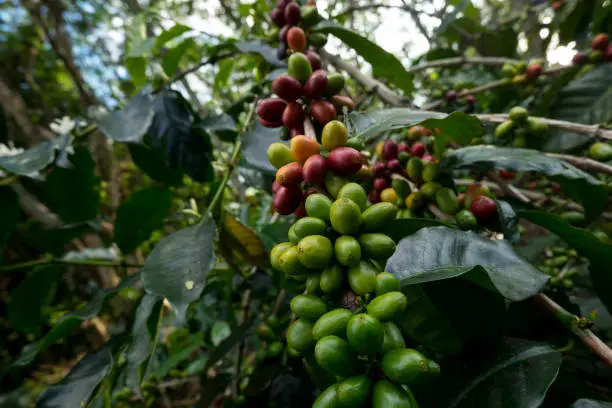 Arabica coffee is a mainstay community of Aceh.  Gayo coffee is a variety of arabica coffee which is one of the best superior commodities originating from the highlands of Gayo land, Central Aceh, Aceh, Indonesia.  15 February 2021.