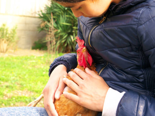 めんどりを持つ子供のクローズアップショット - poultry baby chicken eggs chicken ストックフォトと画像