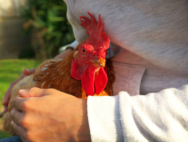 plan rapproché tiré d’un enfant retenant une poule - poultry farm chicken baby chicken photos et images de collection
