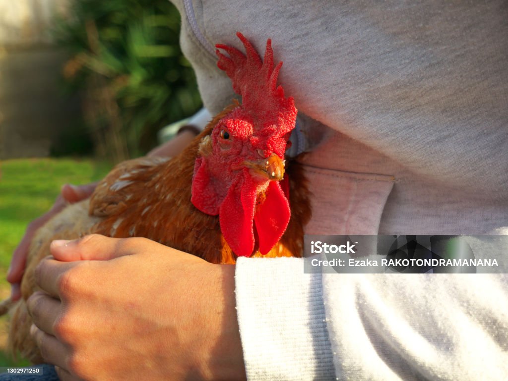 Closeup shot of a child holding a hen A closeup shot of a child holding a hen Chicken - Bird Stock Photo