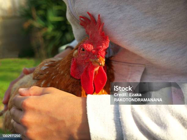 Closeup Shot Of A Child Holding A Hen Stock Photo - Download Image Now - Chicken - Bird, Agriculture, Animal