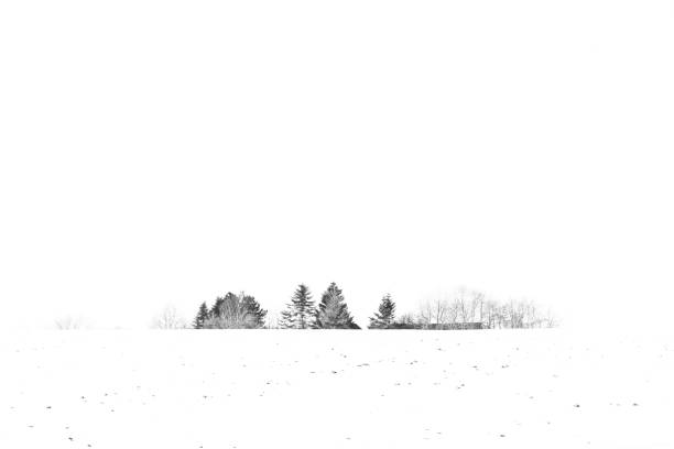 istock Trees covered with snow in the winter 1302972898