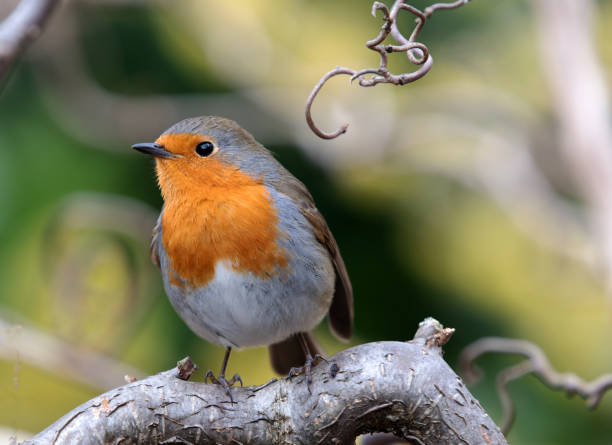 The Gardener's friend in February and March. Capturing a Robin at very close quarters, in a corkscrew witch hazel tree. doncaster photos stock pictures, royalty-free photos & images
