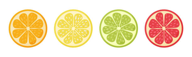 illustrazioni stock, clip art, cartoni animati e icone di tendenza di limone, arancia, pompelmo, lime. impostare agrumi doodle disegnati a mano. - lime ripe fruit citrus fruit