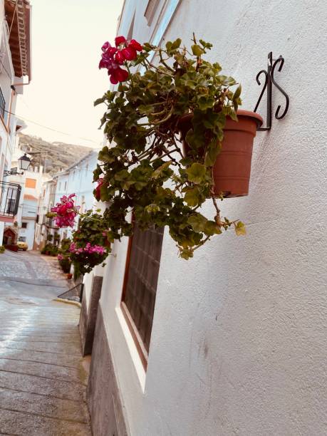 istock Flowers on the street 1302975644