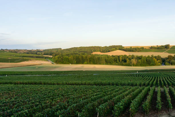 istock Row vine grape in champagne vineyards at montagne de reims 1302975718