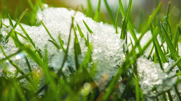 Time-lapse shot of melting snow turning into liquid water.Change of season from winter to spring