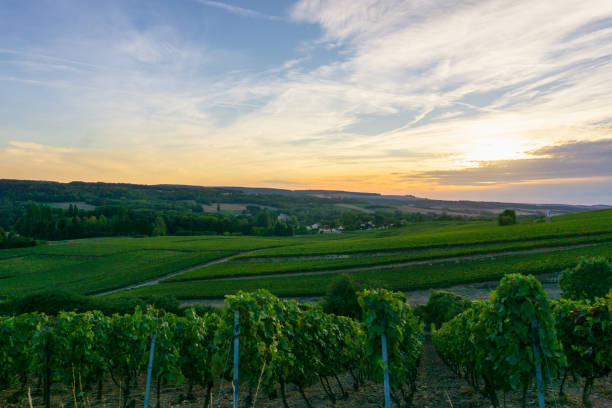 istock Row vine grape in champagne vineyards at montagne de reims 1302978418