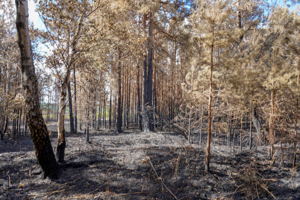 istock Aftermath of a fire in woodland 1302980319