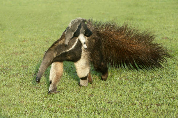 Giant anteater Giant anteater Myrmecophaga tridactyla Giant Anteater stock pictures, royalty-free photos & images