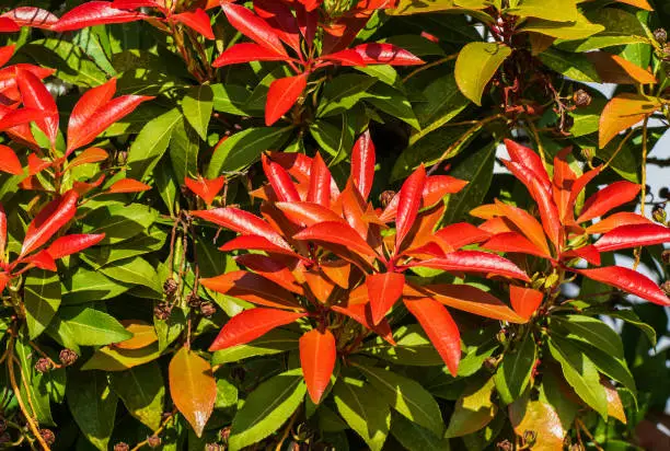 Plant in the garden